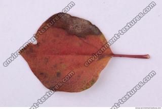 Leaves 0047